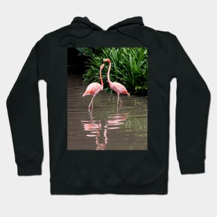 Pair of Flamingoes Hoodie